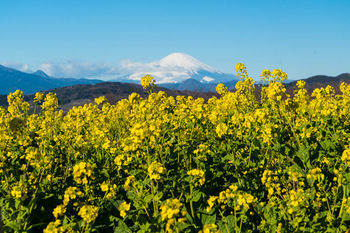 1富士山-2.jpg