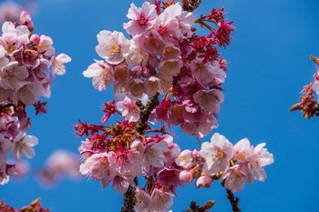 あたみ桜-6.jpg