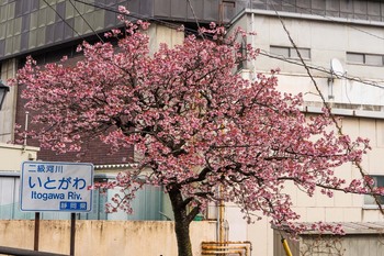 あたみ桜.jpg
