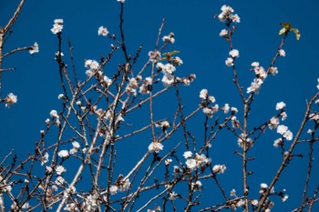 冬桜-3.jpg