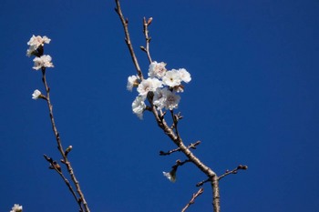 冬桜-4.jpg