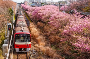 桜と京急.jpg