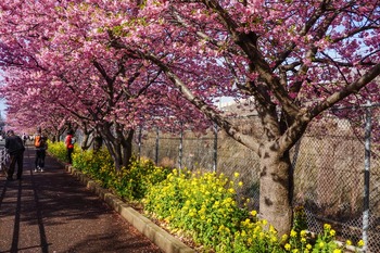 桜と菜の花.jpg