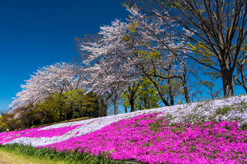 芝桜と桜-2.jpg